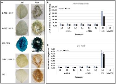 Functional analysis of soybean cyst nematode-inducible synthetic promoters and their regulation by biotic and abiotic stimuli in transgenic soybean (Glycine max)